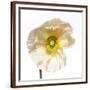 Chelsea Espresso