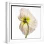 White Frame
