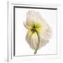 Gramercy White