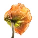 Poppy 21-Wiff Harmer-Giclee Print