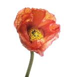 Poppy 04-Wiff Harmer-Giclee Print