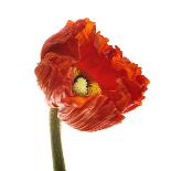 Poppy 05-Wiff Harmer-Giclee Print