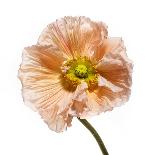 Poppy 14-Wiff Harmer-Giclee Print