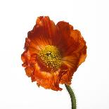 Poppy 04-Wiff Harmer-Giclee Print