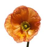 Poppy 20-Wiff Harmer-Giclee Print