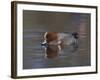 Wigeon, Anas Penelope, at Martin Mere Wildfowl and Wetlands Trust Reserve in Lancashire, England-Steve & Ann Toon-Framed Photographic Print