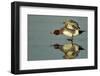 Wigeon (Anas Penelope) on Estuary Mud Stretching Wings, Caerlaverock Wwt, Scotland, Solway, UK-Danny Green-Framed Photographic Print