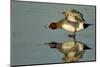 Wigeon (Anas Penelope) on Estuary Mud Stretching Wings, Caerlaverock Wwt, Scotland, Solway, UK-Danny Green-Mounted Photographic Print