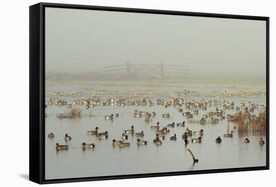 Wigeon (Anas Penelope) on Flooded Marshland with Lapwings (Vanellus Vanellus). Somerset Levels, UK-Nick Upton-Framed Stretched Canvas