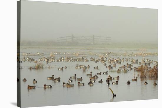 Wigeon (Anas Penelope) on Flooded Marshland with Lapwings (Vanellus Vanellus). Somerset Levels, UK-Nick Upton-Stretched Canvas