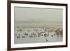 Wigeon (Anas Penelope) on Flooded Marshland with Lapwings (Vanellus Vanellus). Somerset Levels, UK-Nick Upton-Framed Photographic Print