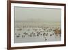 Wigeon (Anas Penelope) on Flooded Marshland with Lapwings (Vanellus Vanellus). Somerset Levels, UK-Nick Upton-Framed Photographic Print