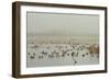 Wigeon (Anas Penelope) on Flooded Marshland with Lapwings (Vanellus Vanellus). Somerset Levels, UK-Nick Upton-Framed Photographic Print