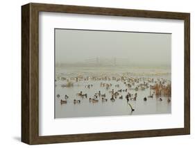 Wigeon (Anas Penelope) on Flooded Marshland with Lapwings (Vanellus Vanellus). Somerset Levels, UK-Nick Upton-Framed Photographic Print