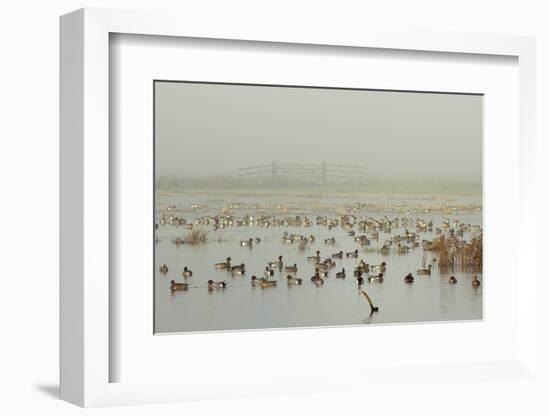 Wigeon (Anas Penelope) on Flooded Marshland with Lapwings (Vanellus Vanellus). Somerset Levels, UK-Nick Upton-Framed Photographic Print