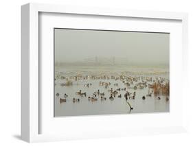 Wigeon (Anas Penelope) on Flooded Marshland with Lapwings (Vanellus Vanellus). Somerset Levels, UK-Nick Upton-Framed Photographic Print