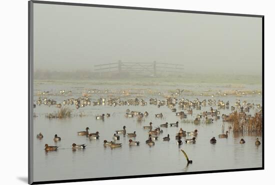 Wigeon (Anas Penelope) on Flooded Marshland with Lapwings (Vanellus Vanellus). Somerset Levels, UK-Nick Upton-Mounted Photographic Print