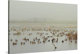 Wigeon (Anas Penelope) on Flooded Marshland with Lapwings (Vanellus Vanellus). Somerset Levels, UK-Nick Upton-Stretched Canvas