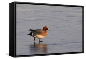 Wigeon Drake Walking on Frozen Marshland in Winter Sunshine, Greylake Rspb, Somerset Levels, UK-Nick Upton-Framed Stretched Canvas