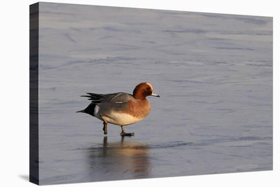 Wigeon Drake Walking on Frozen Marshland in Winter Sunshine, Greylake Rspb, Somerset Levels, UK-Nick Upton-Stretched Canvas