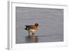 Wigeon Drake Walking on Frozen Marshland in Winter Sunshine, Greylake Rspb, Somerset Levels, UK-Nick Upton-Framed Photographic Print