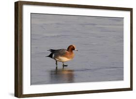 Wigeon Drake Walking on Frozen Marshland in Winter Sunshine, Greylake Rspb, Somerset Levels, UK-Nick Upton-Framed Photographic Print