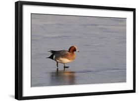 Wigeon Drake Walking on Frozen Marshland in Winter Sunshine, Greylake Rspb, Somerset Levels, UK-Nick Upton-Framed Photographic Print