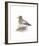 Wigeon (Male)-C^T^N^ Ackland-Framed Premium Giclee Print