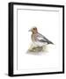 Wigeon (Male)-C^T^N^ Ackland-Framed Premium Giclee Print