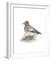 Wigeon (Male)-C^T^N^ Ackland-Framed Premium Giclee Print