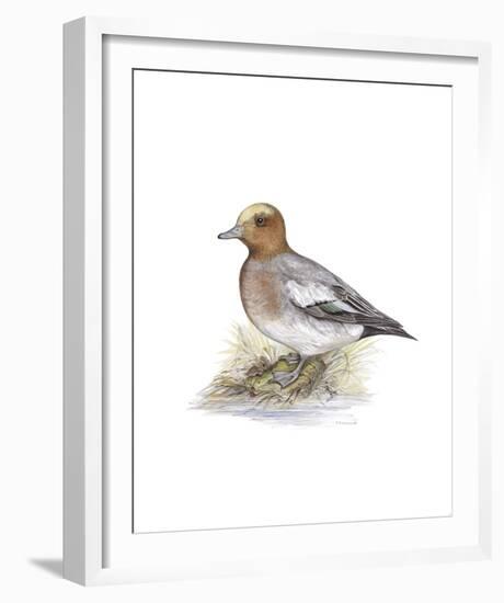 Wigeon (Male)-C^T^N^ Ackland-Framed Premium Giclee Print