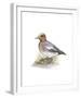 Wigeon (Male)-C^T^N^ Ackland-Framed Premium Giclee Print