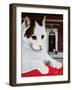 Wilberforce, the Number 10 Cat, 1987-Frances Broomfield-Framed Giclee Print