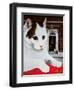 Wilberforce, the Number 10 Cat, 1987-Frances Broomfield-Framed Giclee Print