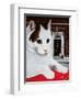 Wilberforce, the Number 10 Cat, 1987-Frances Broomfield-Framed Giclee Print