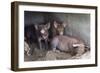 Wilbur And Company-Brenda Petrella Photography LLC-Framed Giclee Print