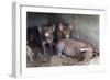 Wilbur And Company-Brenda Petrella Photography LLC-Framed Giclee Print