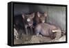 Wilbur And Company-Brenda Petrella Photography LLC-Framed Stretched Canvas