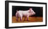 Wilbur-Lucia Heffernan-Framed Art Print