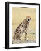 Wild African Cheetah, Beautiful Mammal Animal. Africa, Kenya-Volodymyr Burdiak-Framed Photographic Print