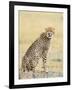 Wild African Cheetah, Beautiful Mammal Animal. Africa, Kenya-Volodymyr Burdiak-Framed Photographic Print