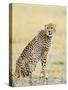 Wild African Cheetah, Beautiful Mammal Animal. Africa, Kenya-Volodymyr Burdiak-Stretched Canvas