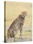 Wild African Cheetah, Beautiful Mammal Animal. Africa, Kenya-Volodymyr Burdiak-Stretched Canvas