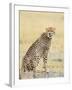 Wild African Cheetah, Beautiful Mammal Animal. Africa, Kenya-Volodymyr Burdiak-Framed Photographic Print