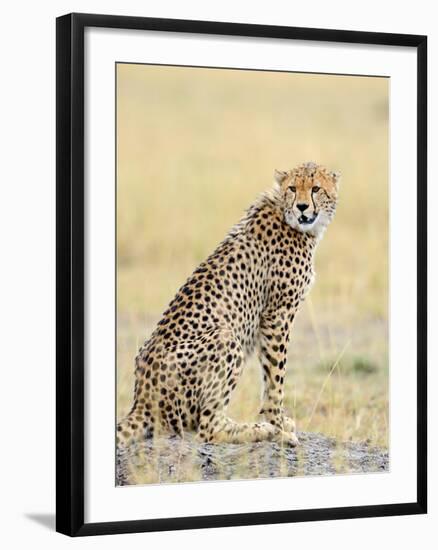 Wild African Cheetah, Beautiful Mammal Animal. Africa, Kenya-Volodymyr Burdiak-Framed Photographic Print