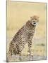 Wild African Cheetah, Beautiful Mammal Animal. Africa, Kenya-Volodymyr Burdiak-Mounted Photographic Print
