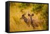 Wild African Deer, at Kruger National Park, Johannesburg, South Africa, Africa-Laura Grier-Framed Stretched Canvas