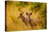Wild African Deer, at Kruger National Park, Johannesburg, South Africa, Africa-Laura Grier-Stretched Canvas