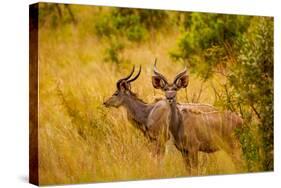 Wild African Deer, at Kruger National Park, Johannesburg, South Africa, Africa-Laura Grier-Stretched Canvas