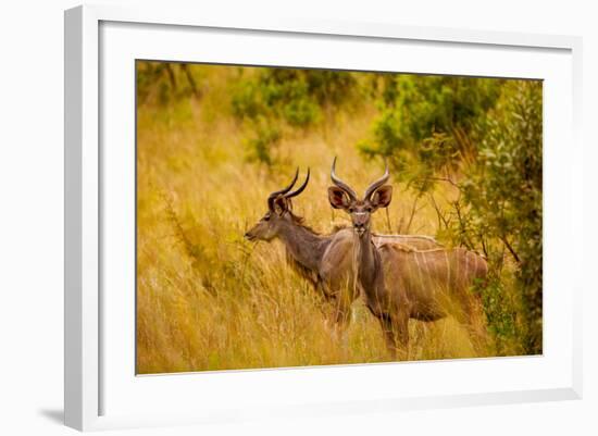 Wild African Deer, at Kruger National Park, Johannesburg, South Africa, Africa-Laura Grier-Framed Photographic Print